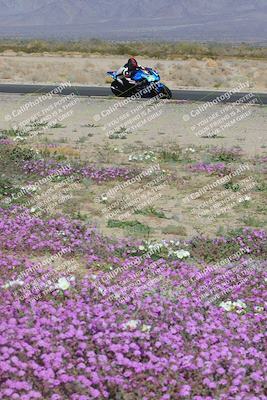 media/Feb-04-2023-SoCal Trackdays (Sat) [[8a776bf2c3]]/Turn 15 Inside Blooming (1050am)/